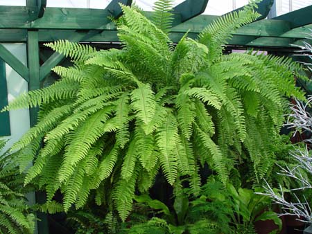 Sword Fern